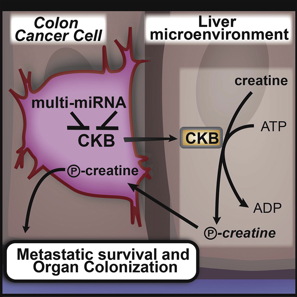 Graphical abstract